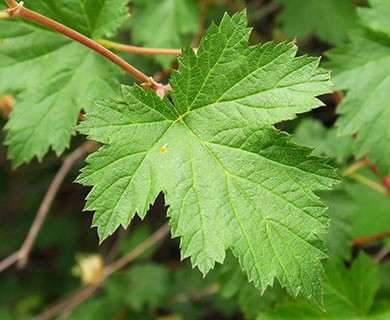 Rubus bartonianus