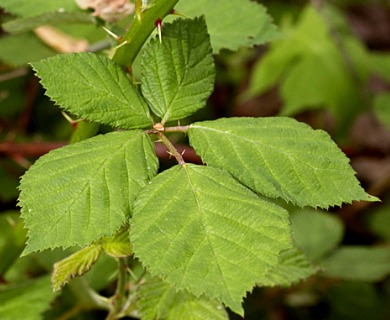 Rubus bifrons