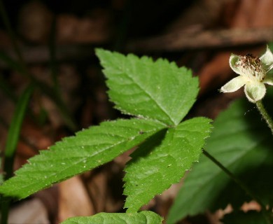 Rubus flagellaris