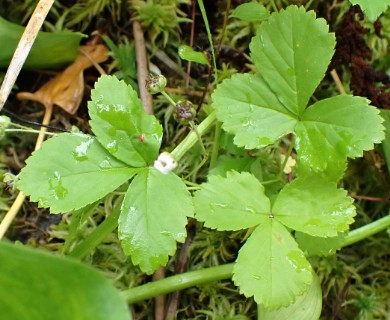 Rubus hispidus