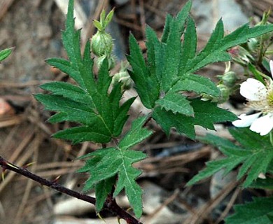 Rubus laciniatus