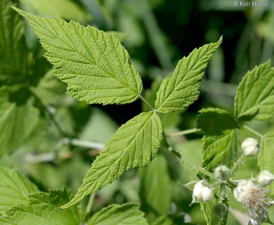 Rubus occidentalis