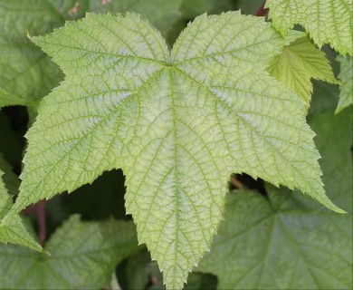 Rubus odoratus