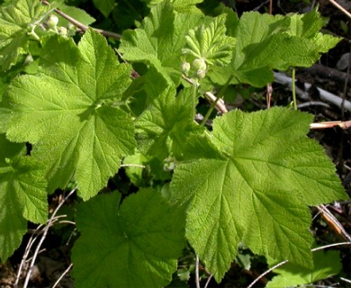 Rubus parviflorus