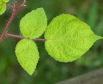 Rubus phoenicolasius