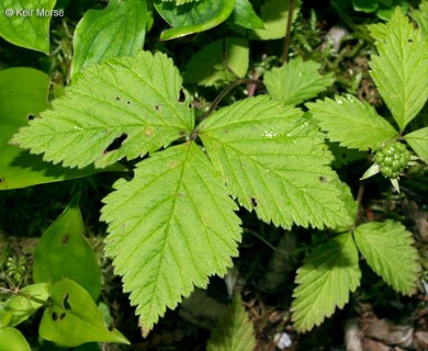 Rubus pubescens