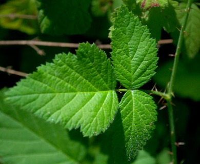 Rubus ursinus