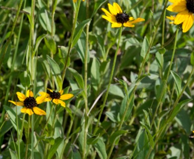 Rudbeckia fulgida