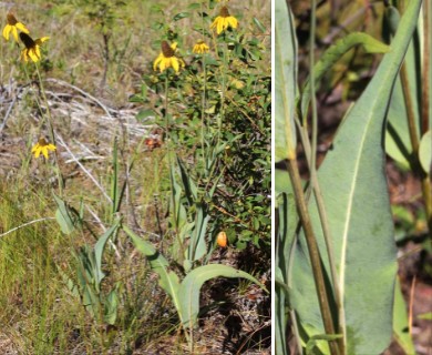 Rudbeckia glaucescens