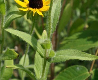 Rudbeckia hirta