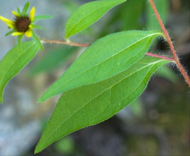 Rudbeckia triloba