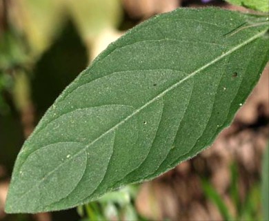 Ruellia caroliniensis