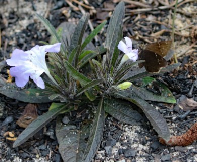 Ruellia ciliosa