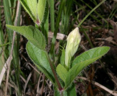 Ruellia humilis