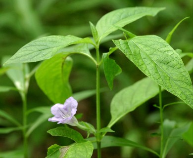 Ruellia strepens