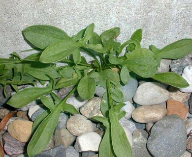 Rumex acetosella