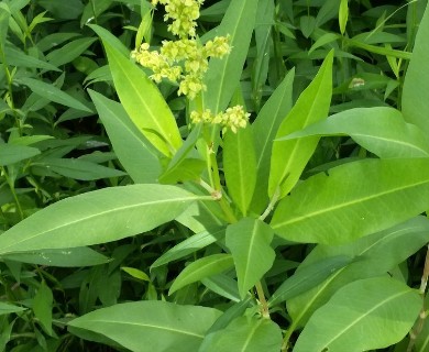 Rumex altissimus