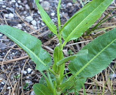 Rumex conglomeratus