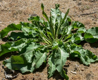 Rumex crispus