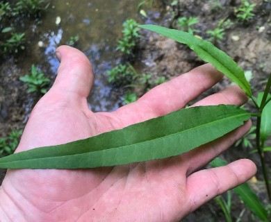 Rumex verticillatus