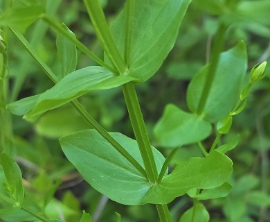 Sabatia angularis