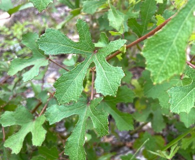 Sabdariffa aculeata