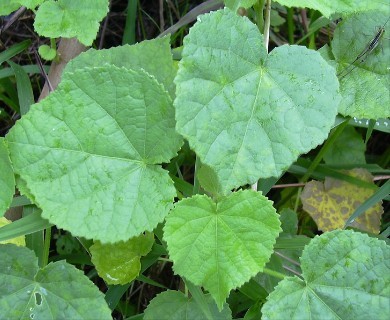 Sabdariffa furcellata