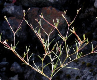 Sabulina douglasii