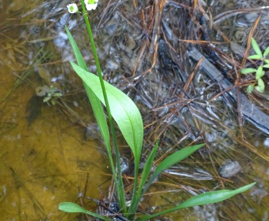 Sagittaria papillosa
