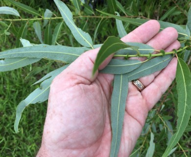 Salix caroliniana