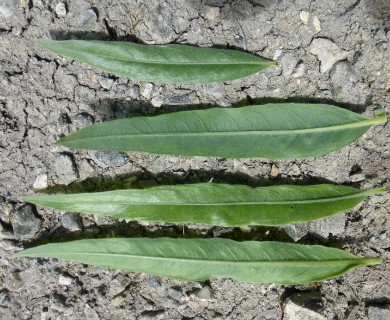 Salix exigua