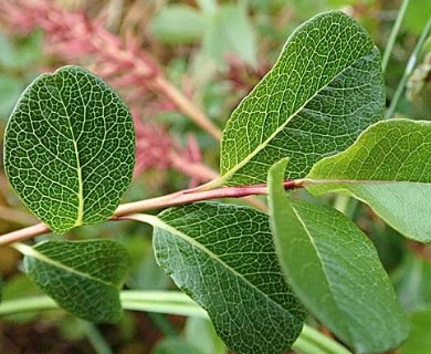 Salix fuscescens