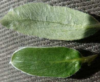 Salix lanata