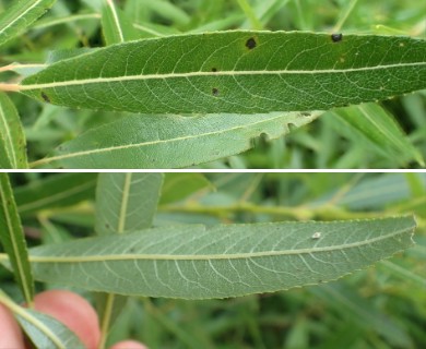 Salix sericea