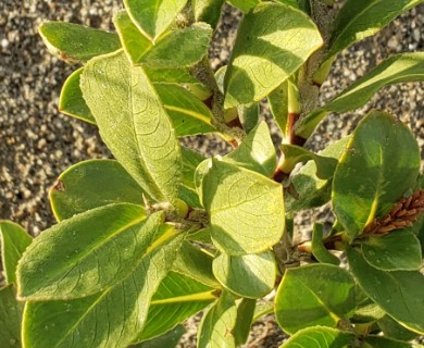 Salix setchelliana