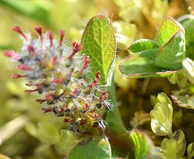 Salix stolonifera