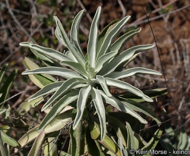 Salvia apiana