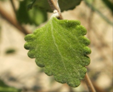 Salvia ballotiflora