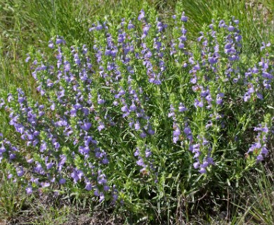 Salvia engelmannii