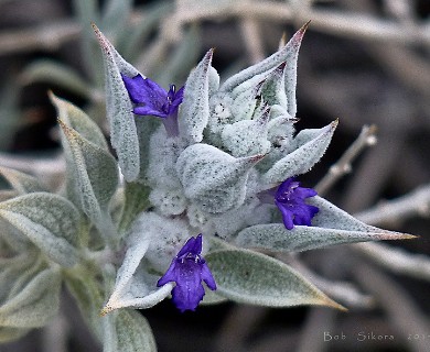 Salvia funerea