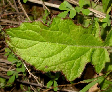 Salvia lyrata