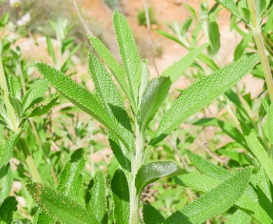 Salvia mellifera