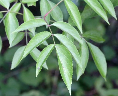 Sambucus canadensis