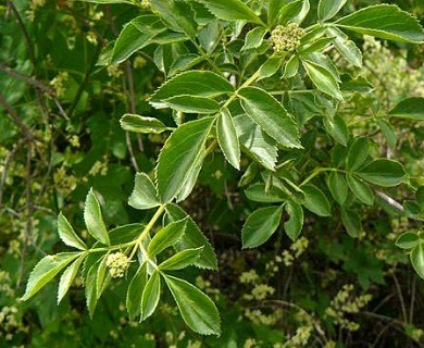 Sambucus cerulea