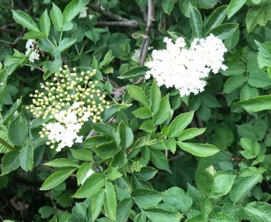 Sambucus nigra