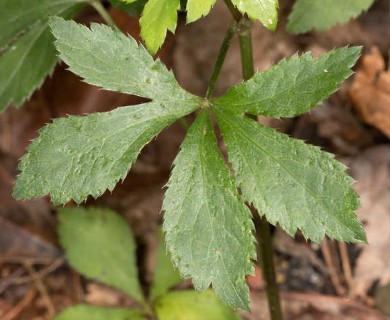 Sanicula canadensis