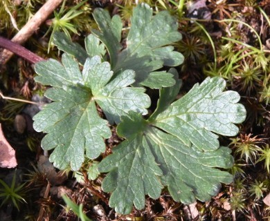 Sanicula graveolens