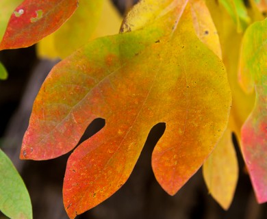 Sassafras albidum