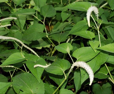 Saururus cernuus