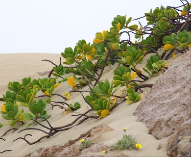 Scaevola plumieri